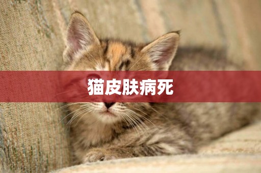 猫皮肤病死